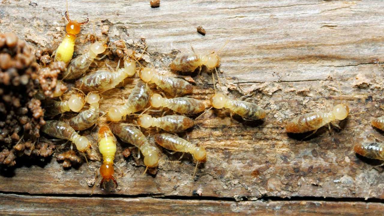 Effective Termite Management and Prevention