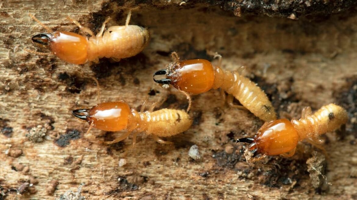 Termite Infestation Control Strategies for Effective Home Protection