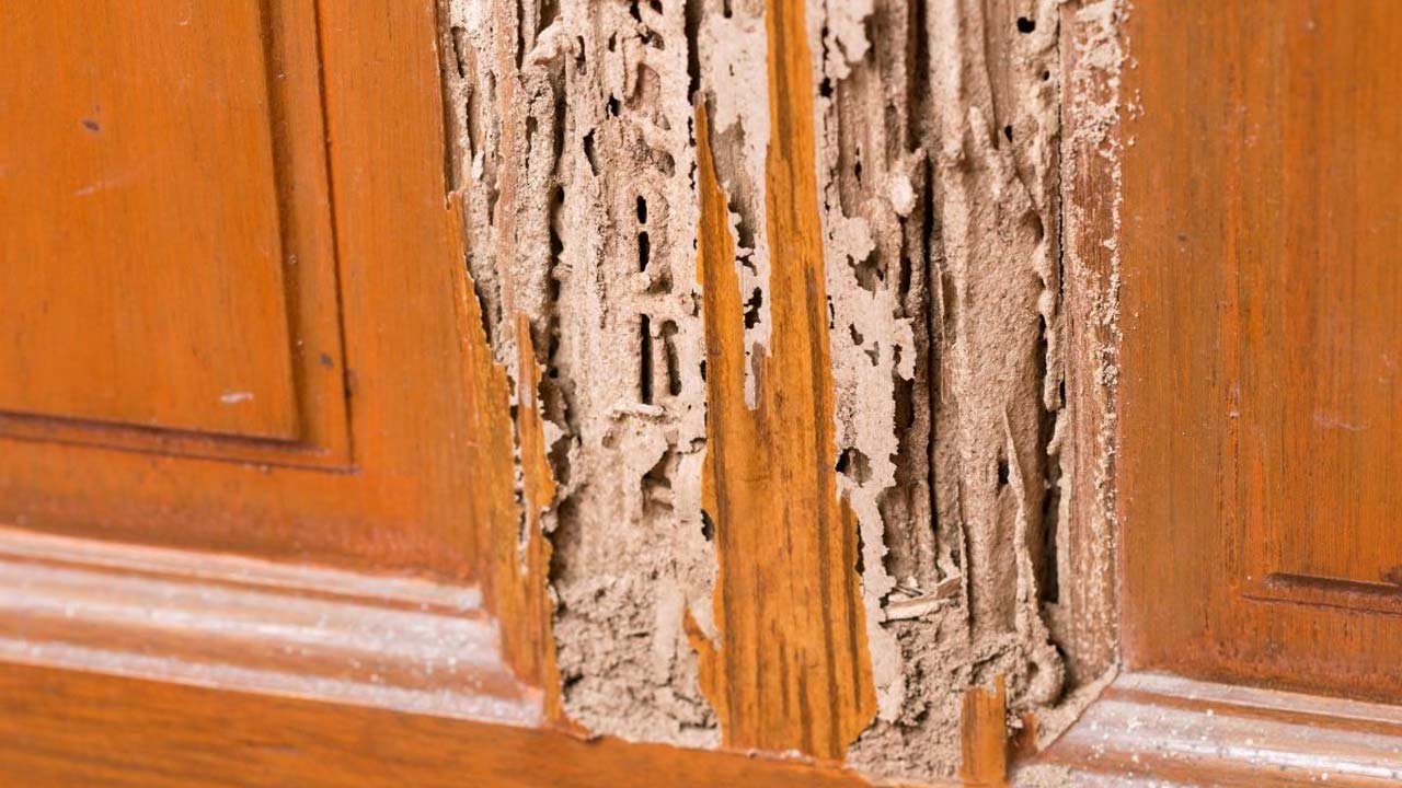 Types Of Termites Affecting Homes