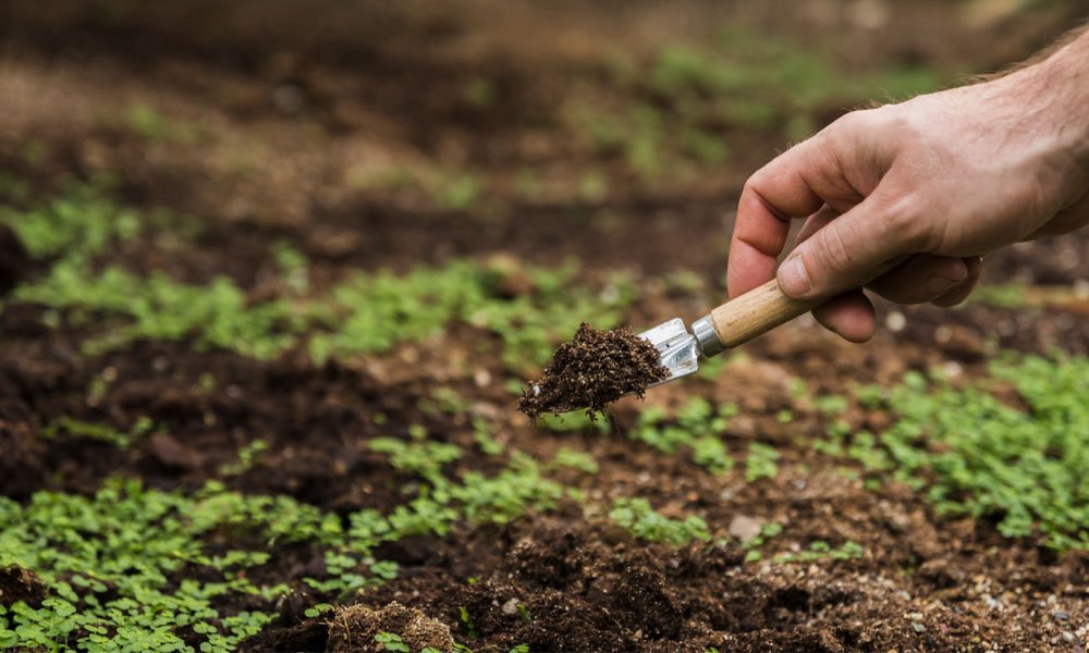 5 Steps To Transform Your Lawn With Professional Care