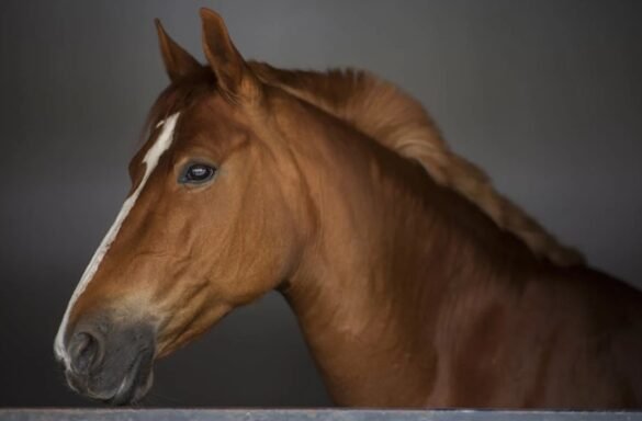 The Scale and Success of the UK Horse Racing Industry: A Deep Dive into a Sporting Powerhouse