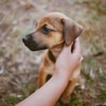 rescue dog in Belfast